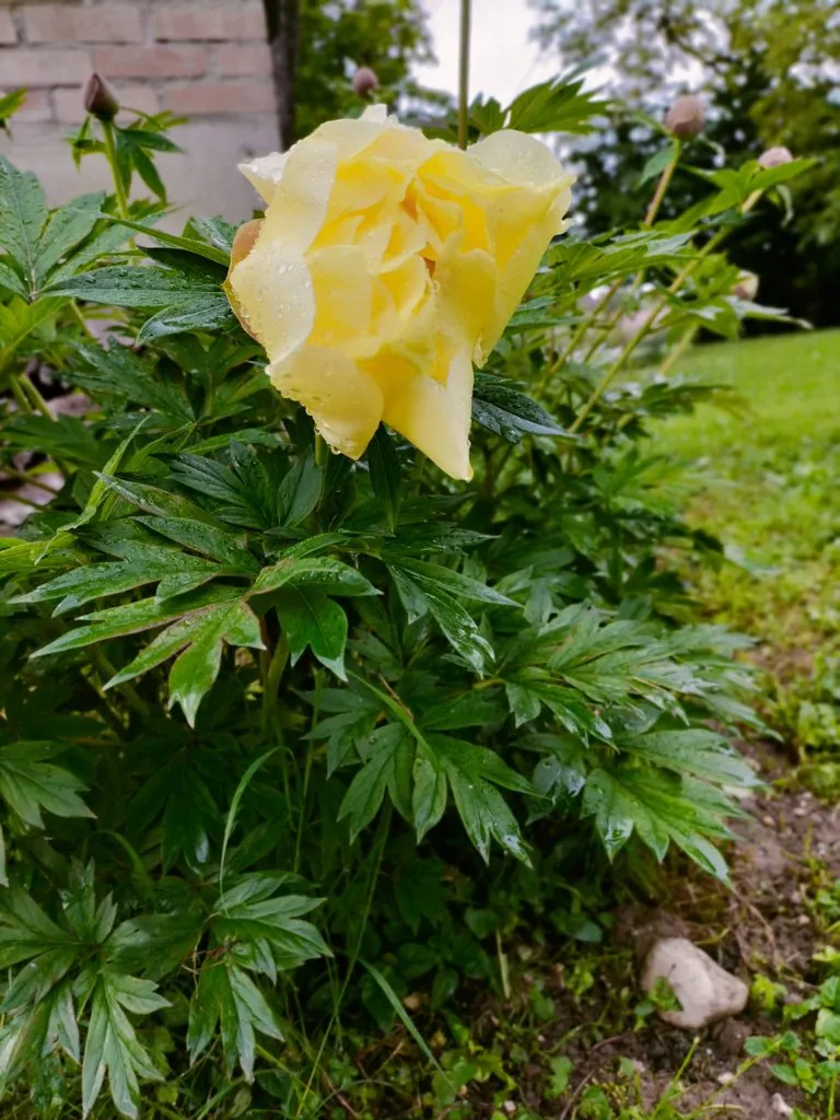 Чайная беседка