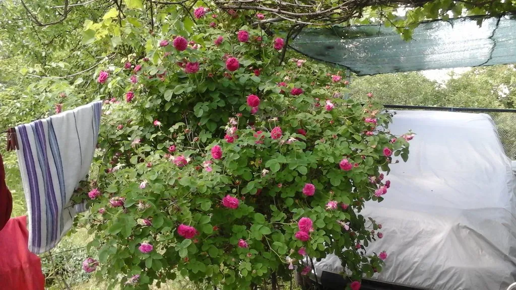 Чайная беседка