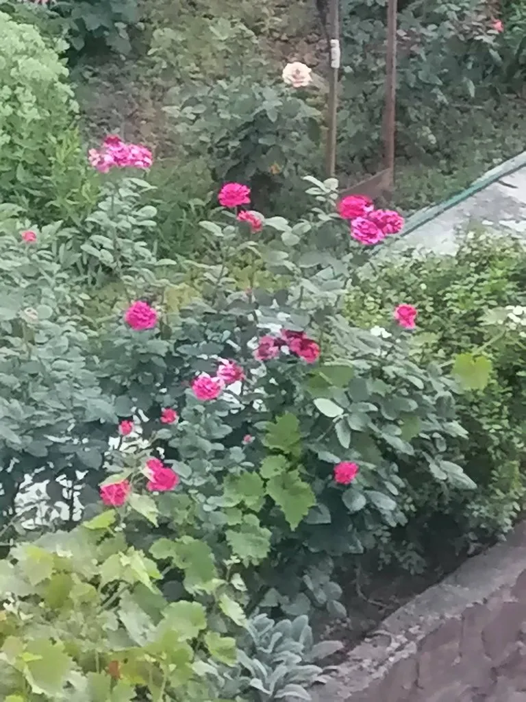 Чайная беседка