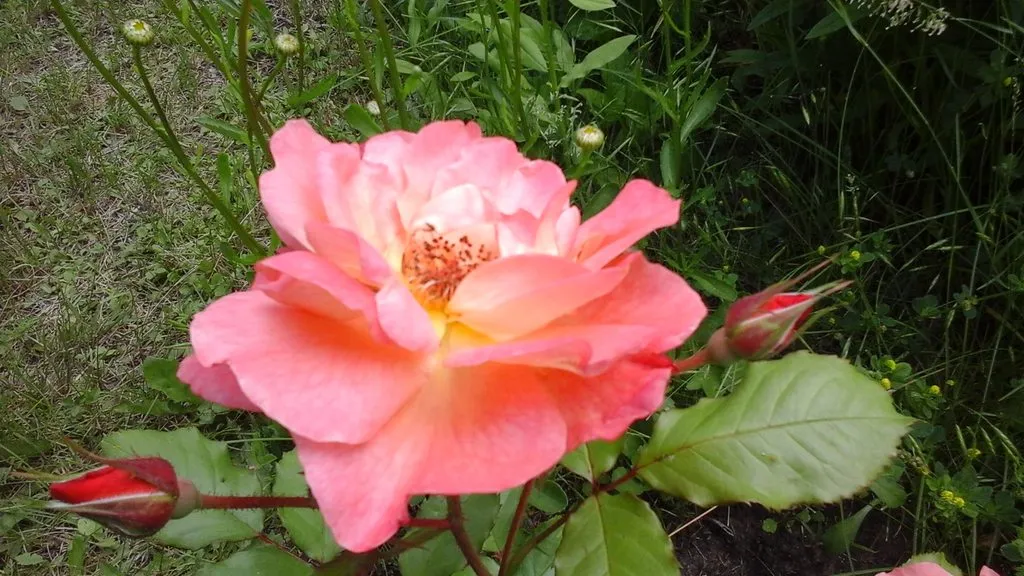 Чайная беседка