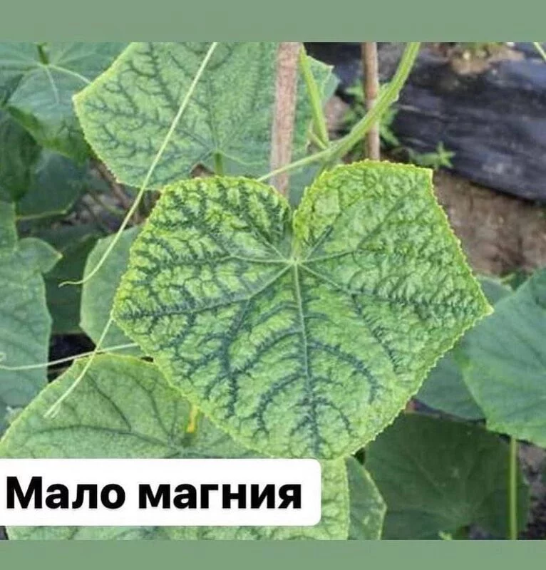 Сажаем, растим, собираем урожай…
