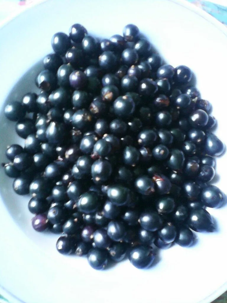 Tapтaлeтки & Ко