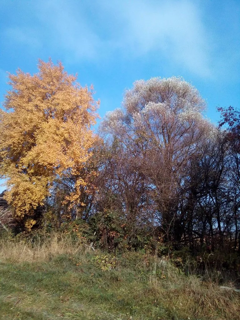 Чайная беседка
