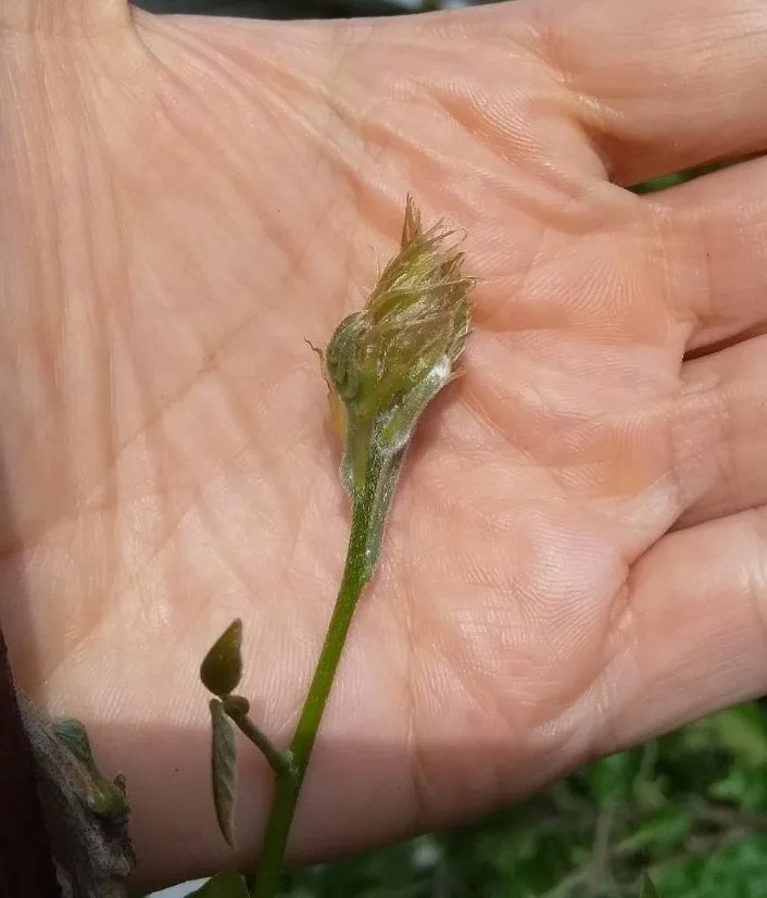 Чайная беседка