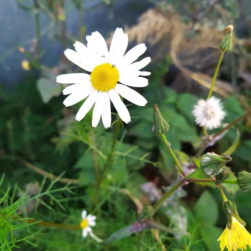 Чайная беседка