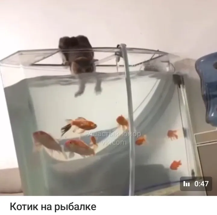 Кошичкина полиция