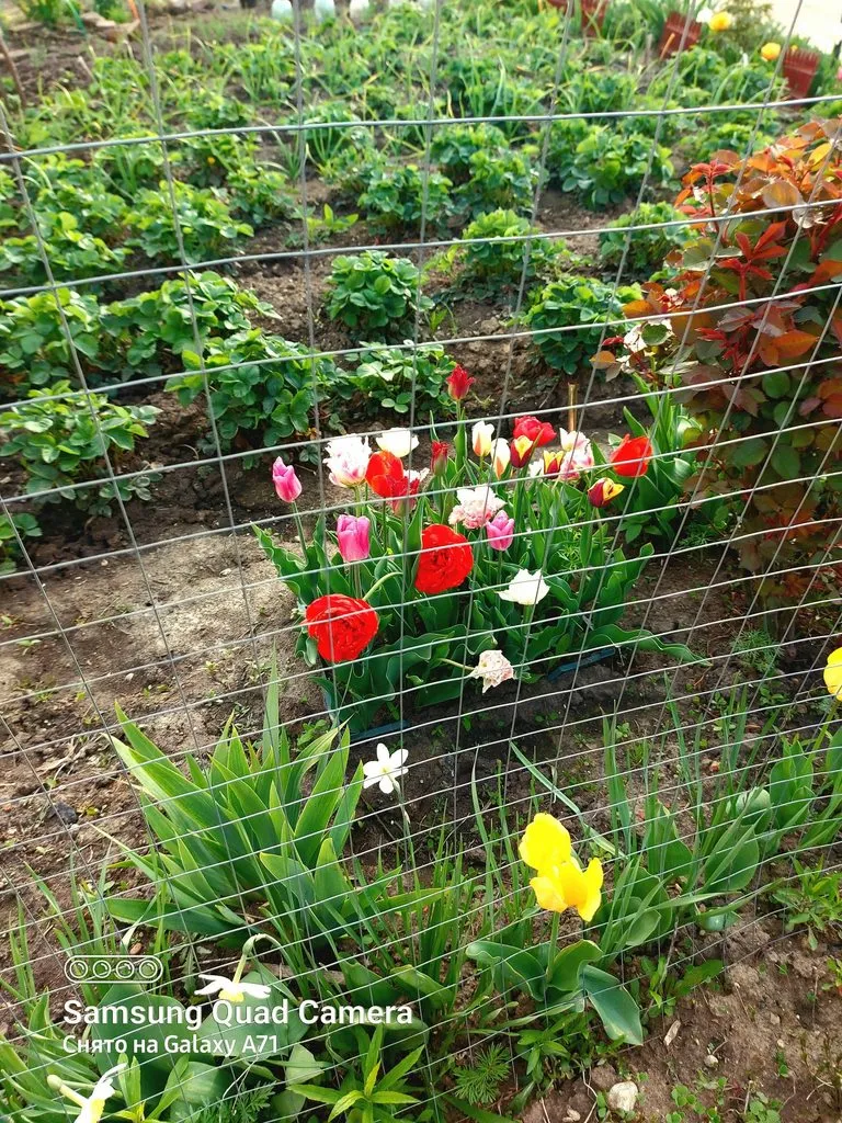 Чайная беседка