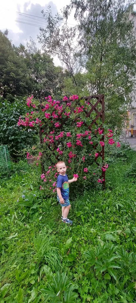 Чайная беседка