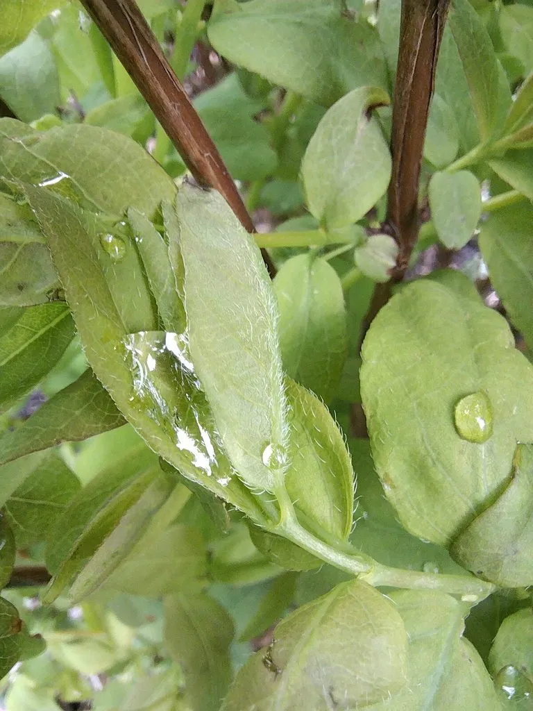 Чайная беседка