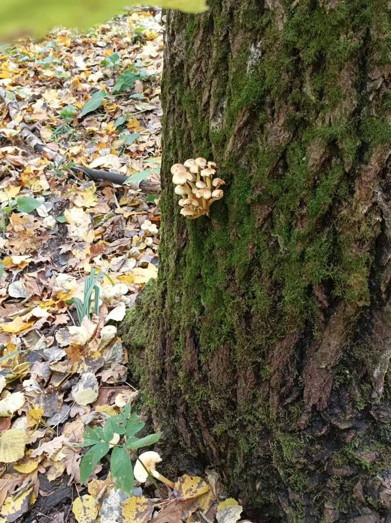 Чайная беседка