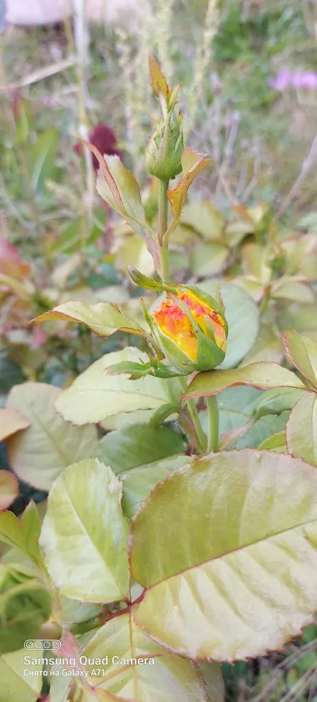 Чайная беседка