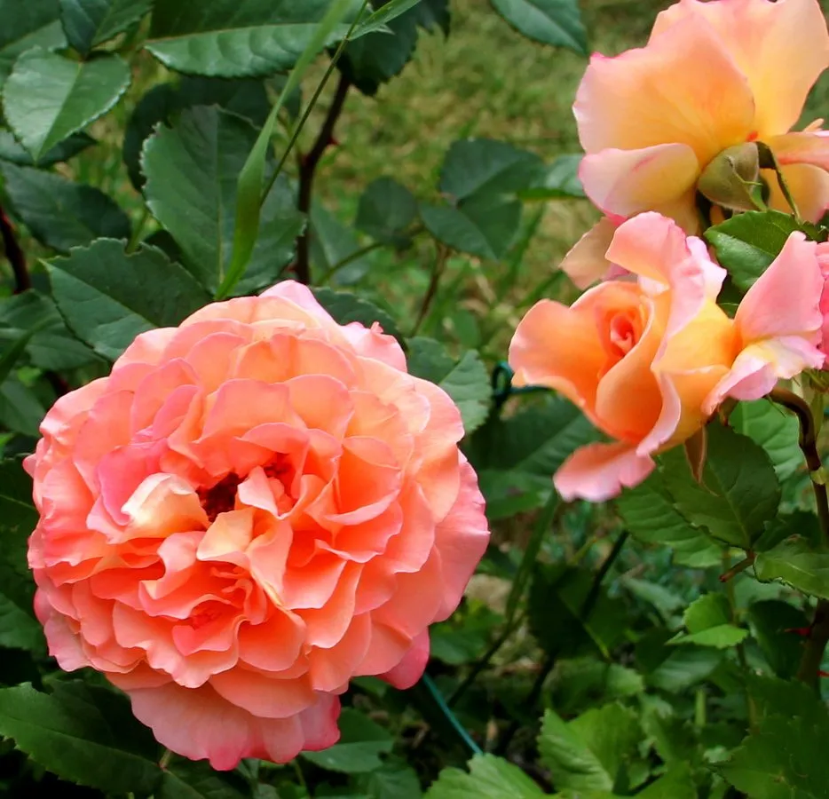 Чайная беседка