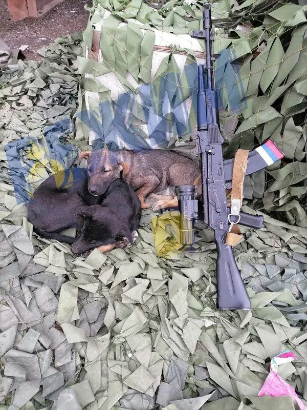 Человек собаке друг!!!