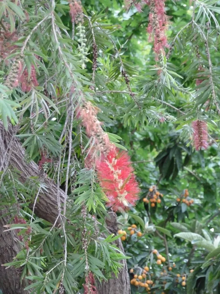 Флора