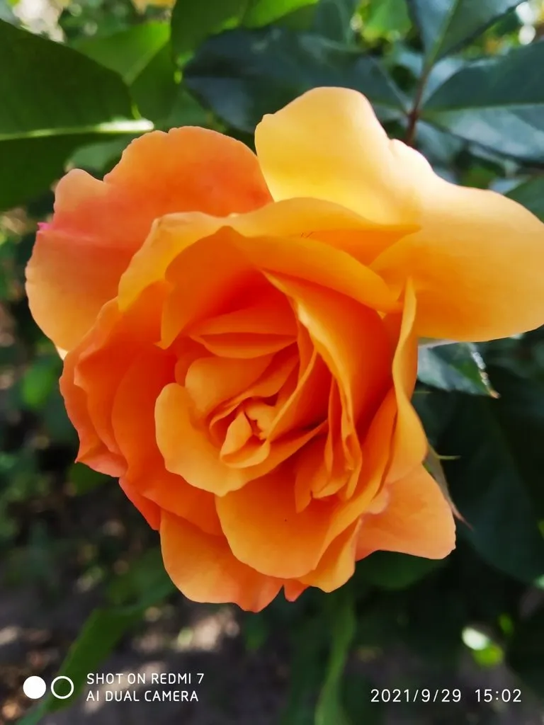 Чайная беседка