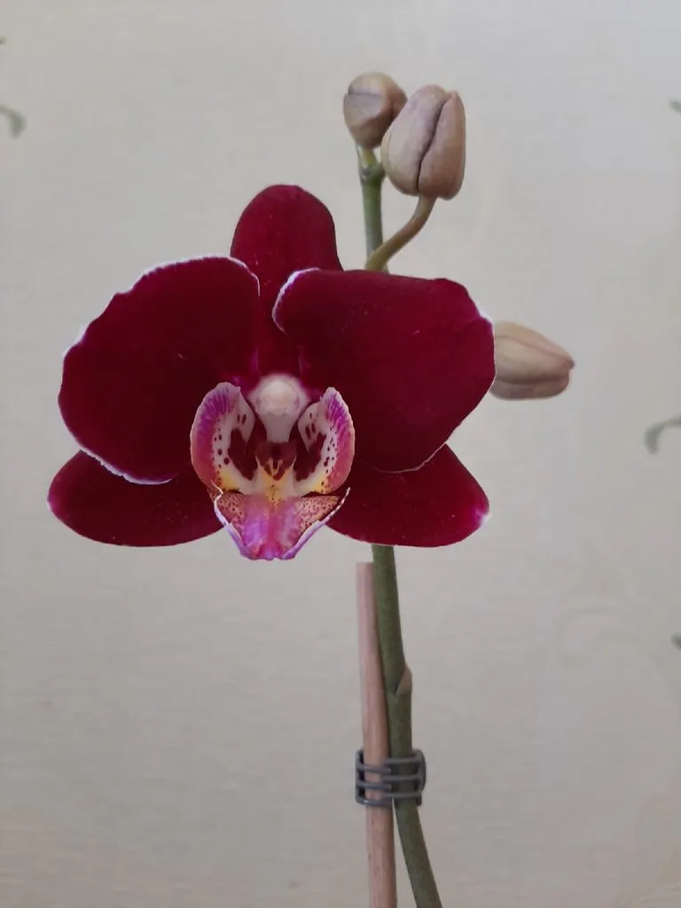 Кафе «У пани Сони»