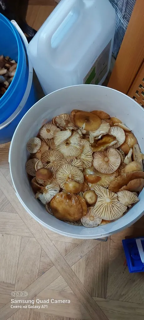 Чайная беседка