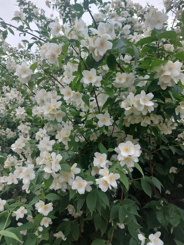 Чайная беседка