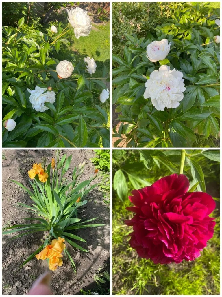 Чайная беседка