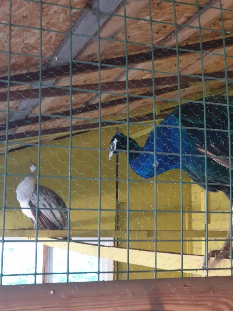 Чайная беседка