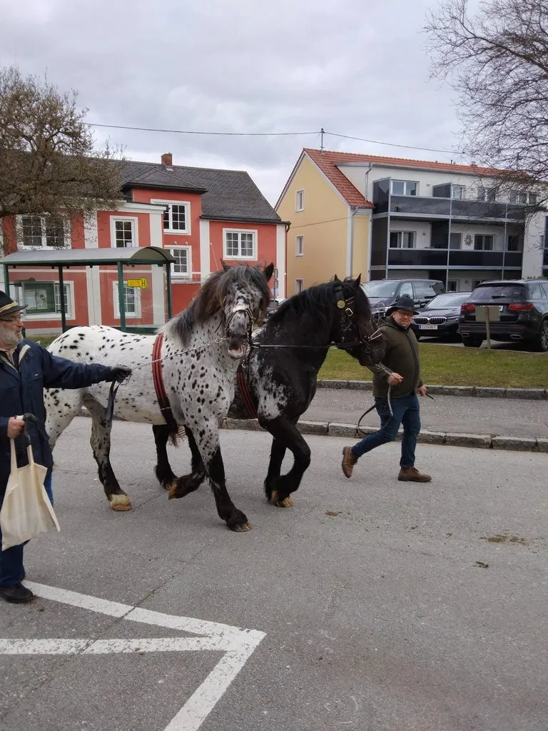 Мое австрийское житие