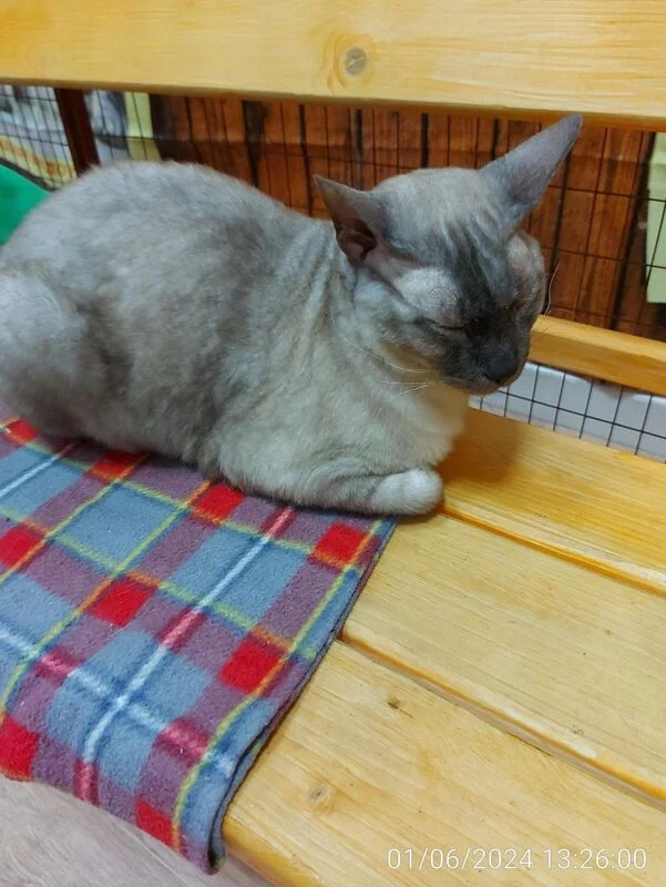 Чайная беседка