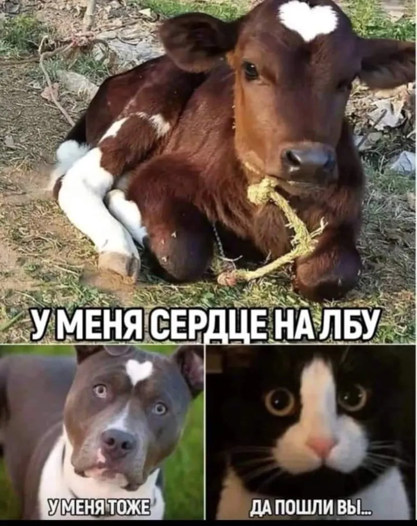 Посмеялся сам - поделись с другом!!!