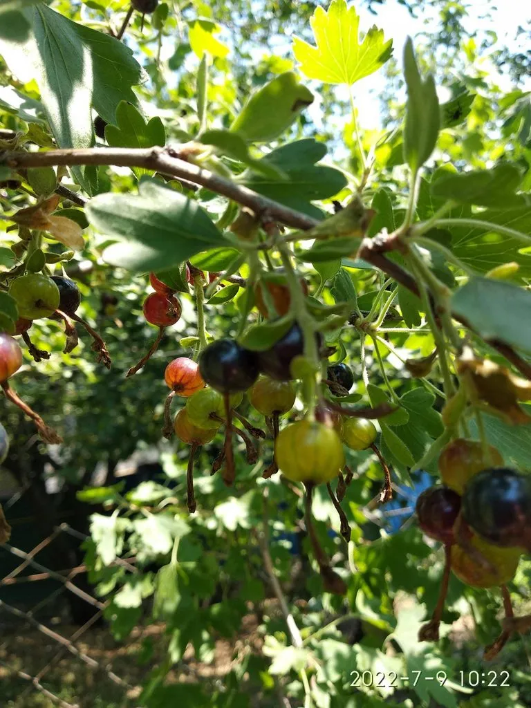 Чайная беседка