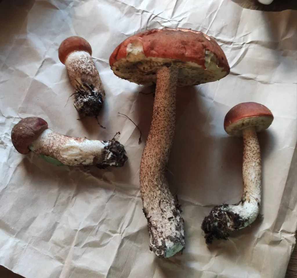 Кафе «У пани Сони»