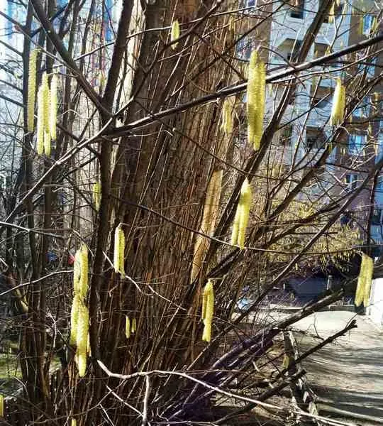 Чайная беседка