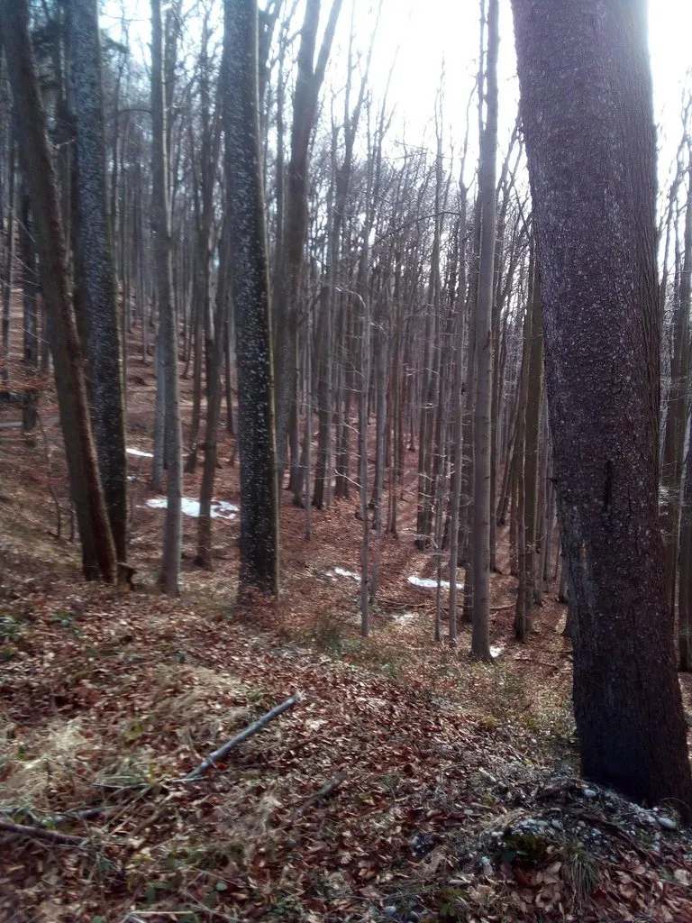 Чайная беседка