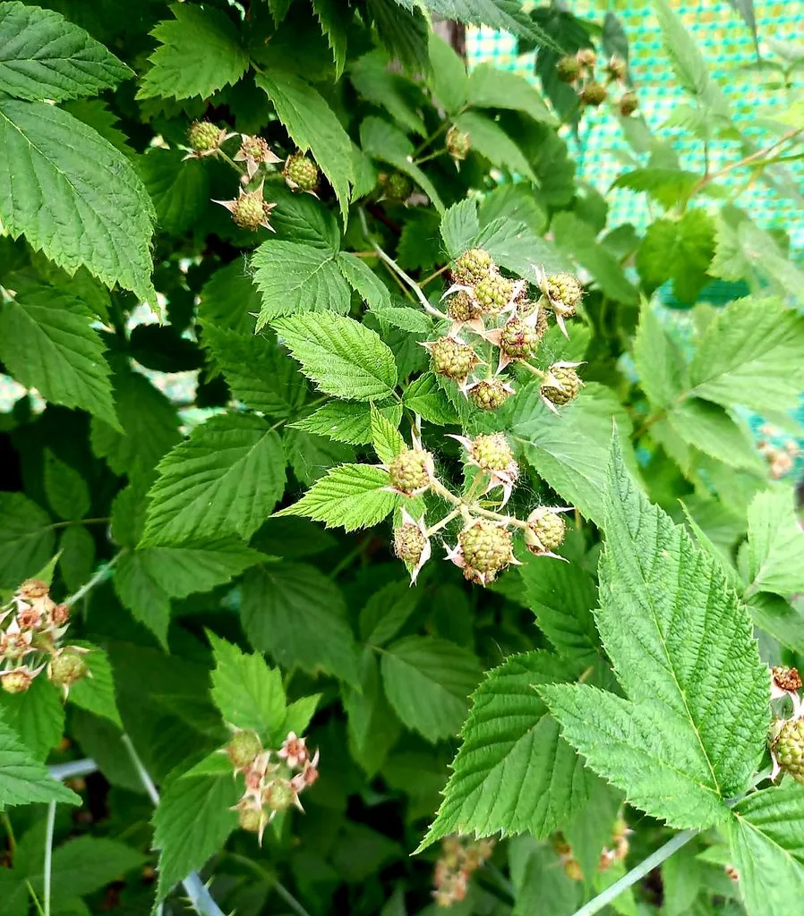 Чайная беседка