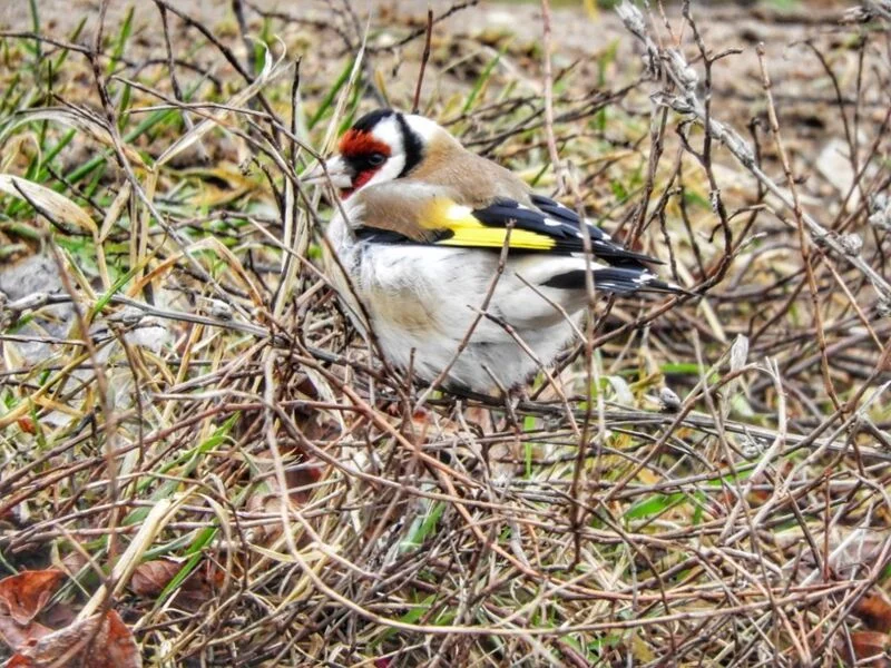 Коломенское