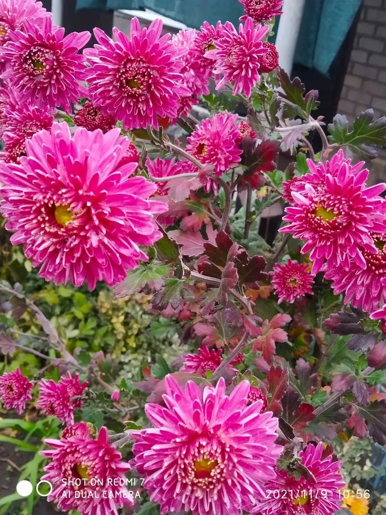 Чайная беседка