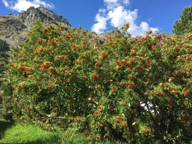 Чайная беседка