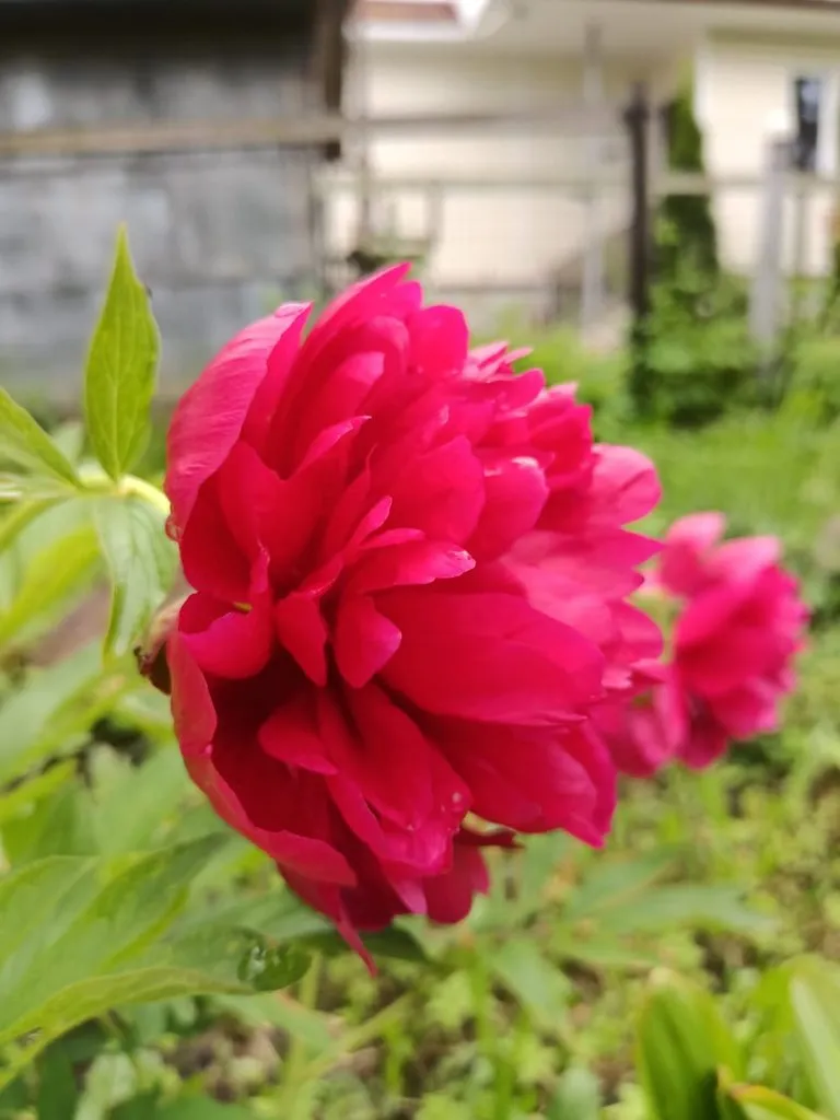 Чайная беседка