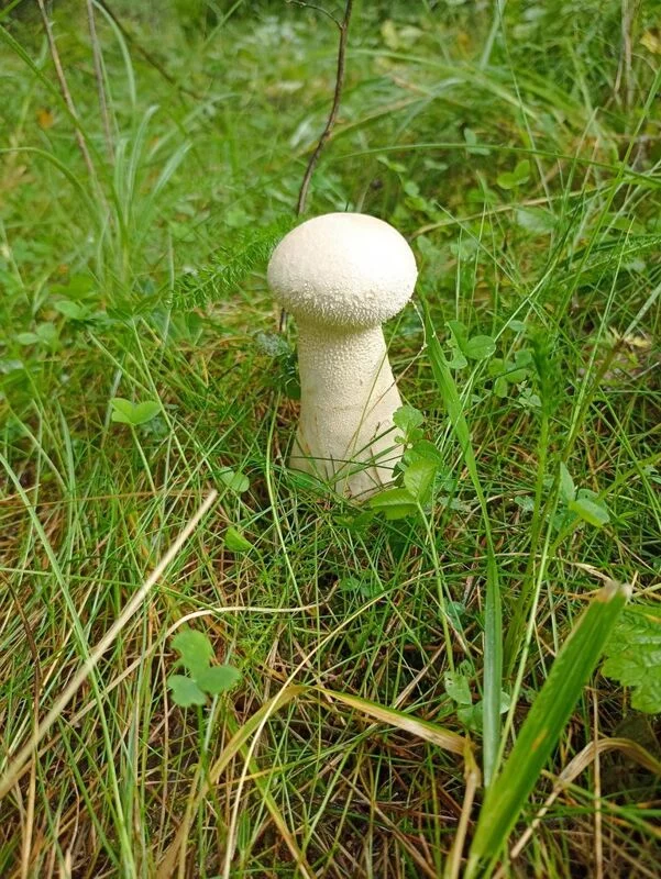 Фотонастроение