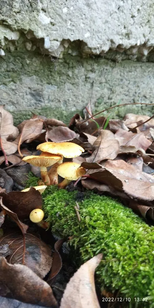 По грибы с лукошком