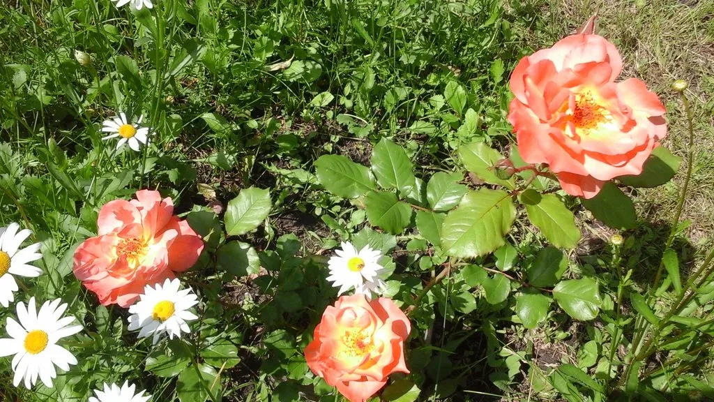 Чайная беседка