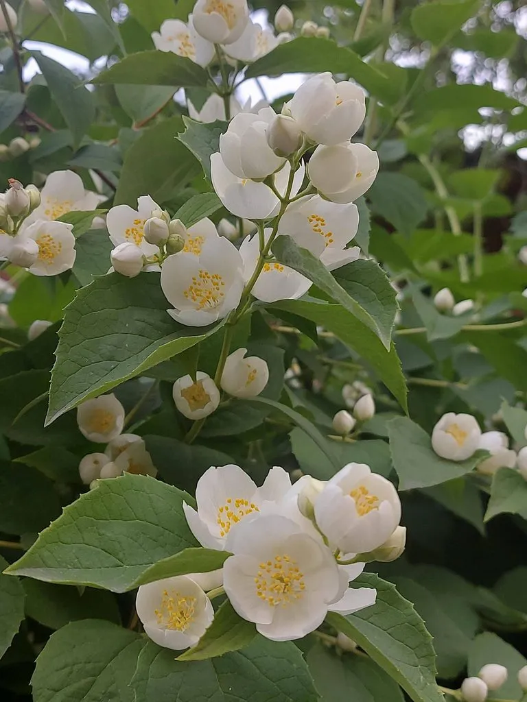 Чайная беседка