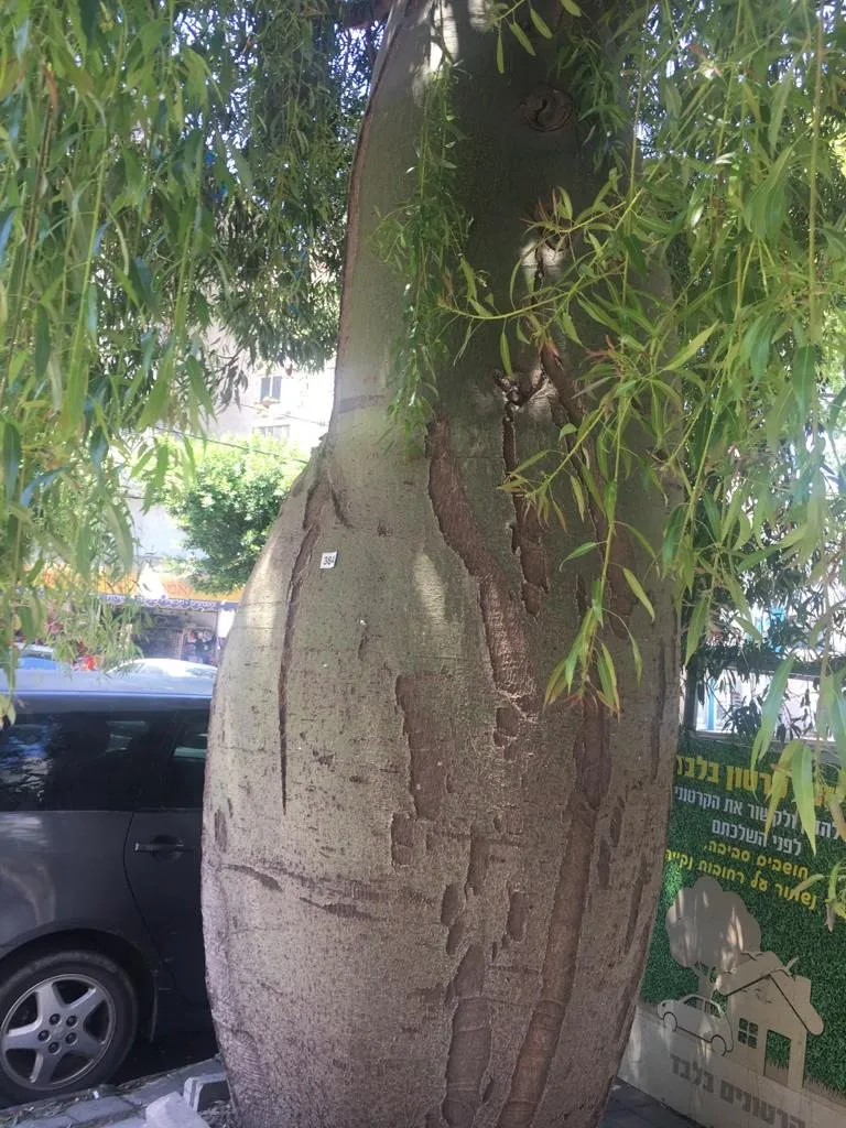 Чайная беседка