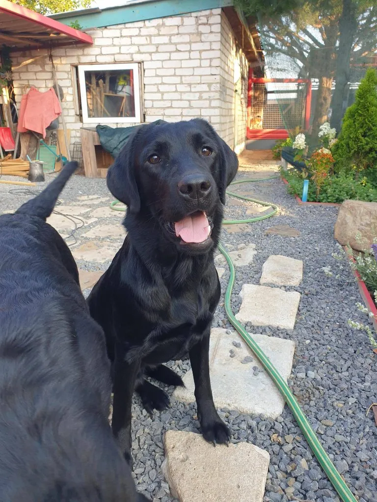 Чайная беседка