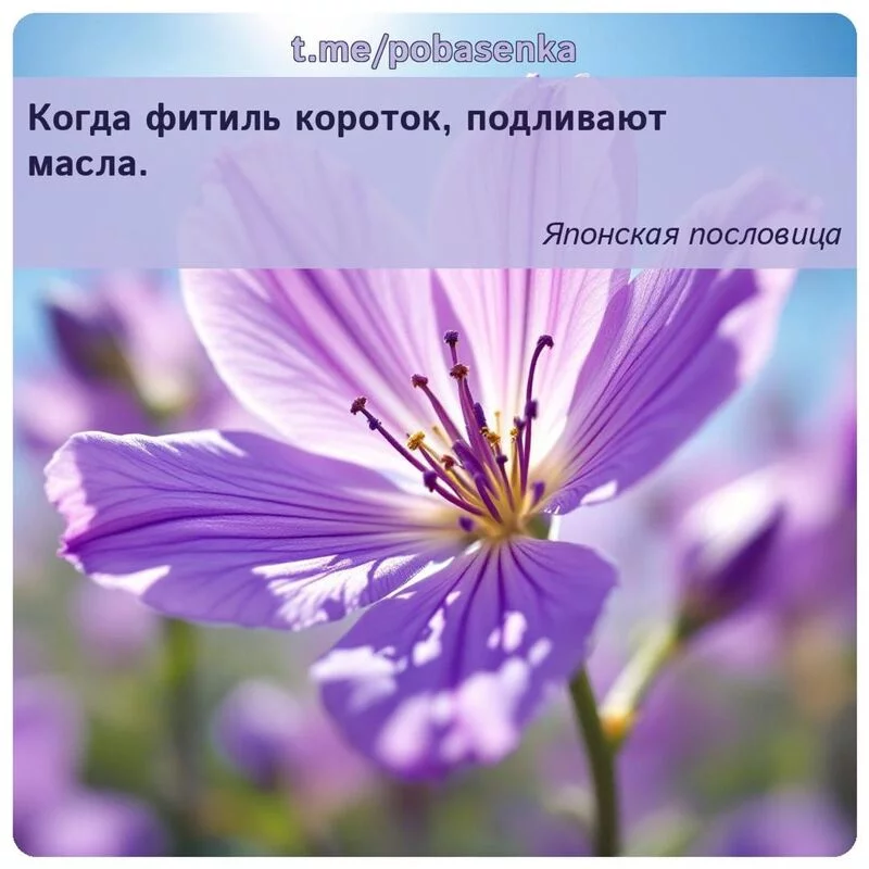 «Когда фитиль короток, подливают...» height="550" width="550"