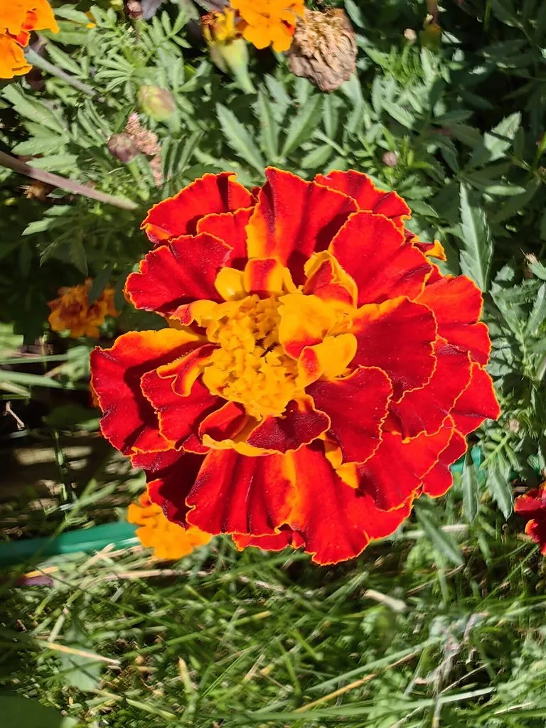 Чайная беседка