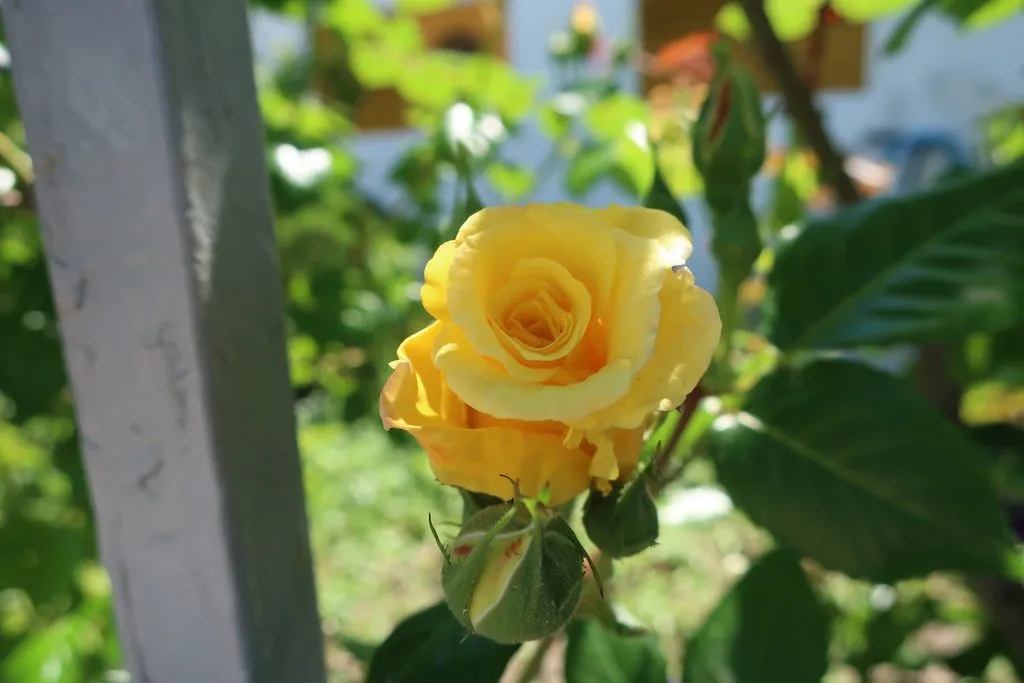 Чайная беседка