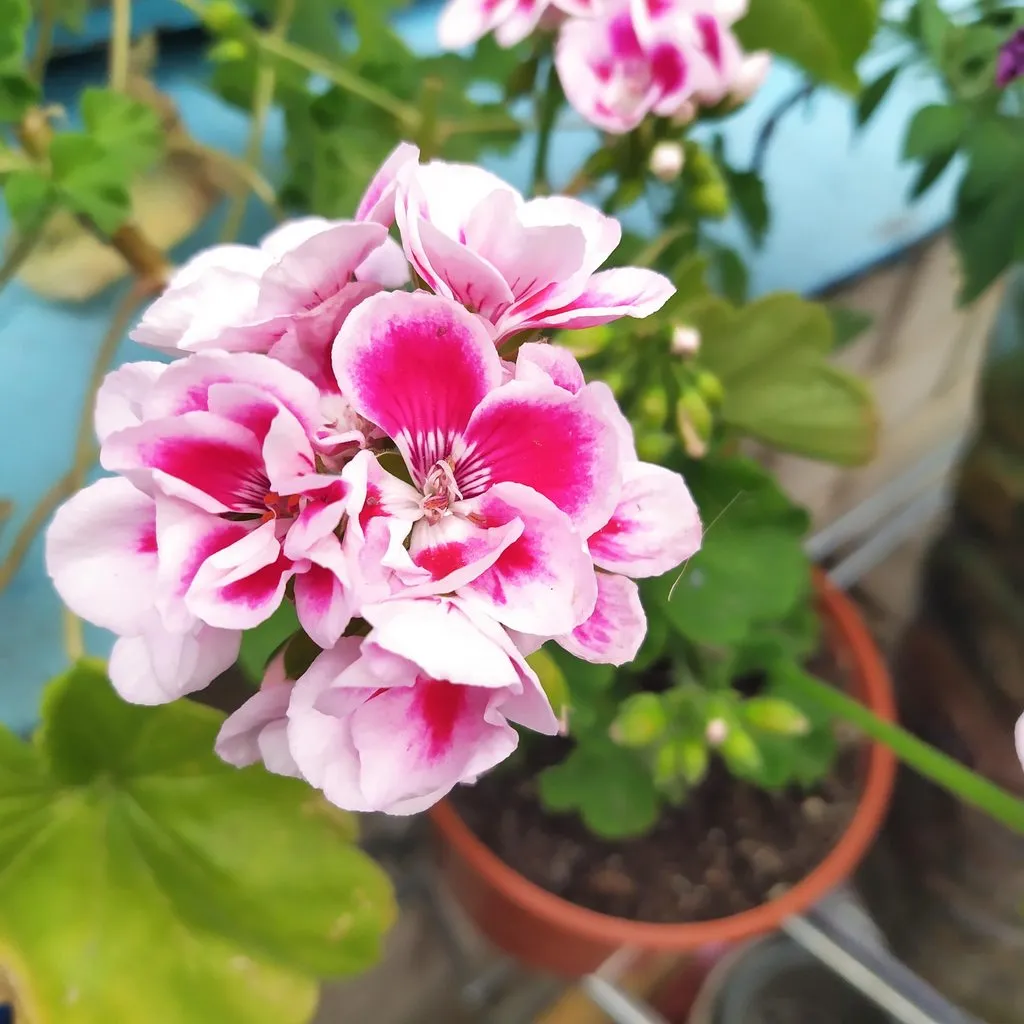 Чайная беседка