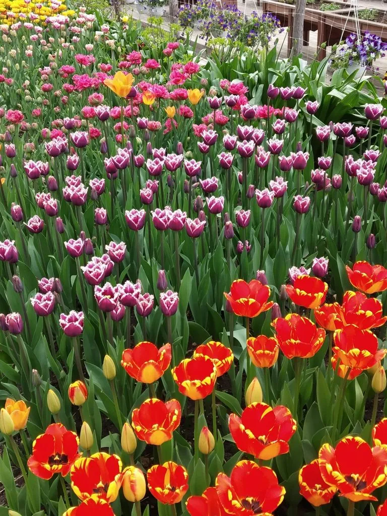 Tapтaлeтки & Ко