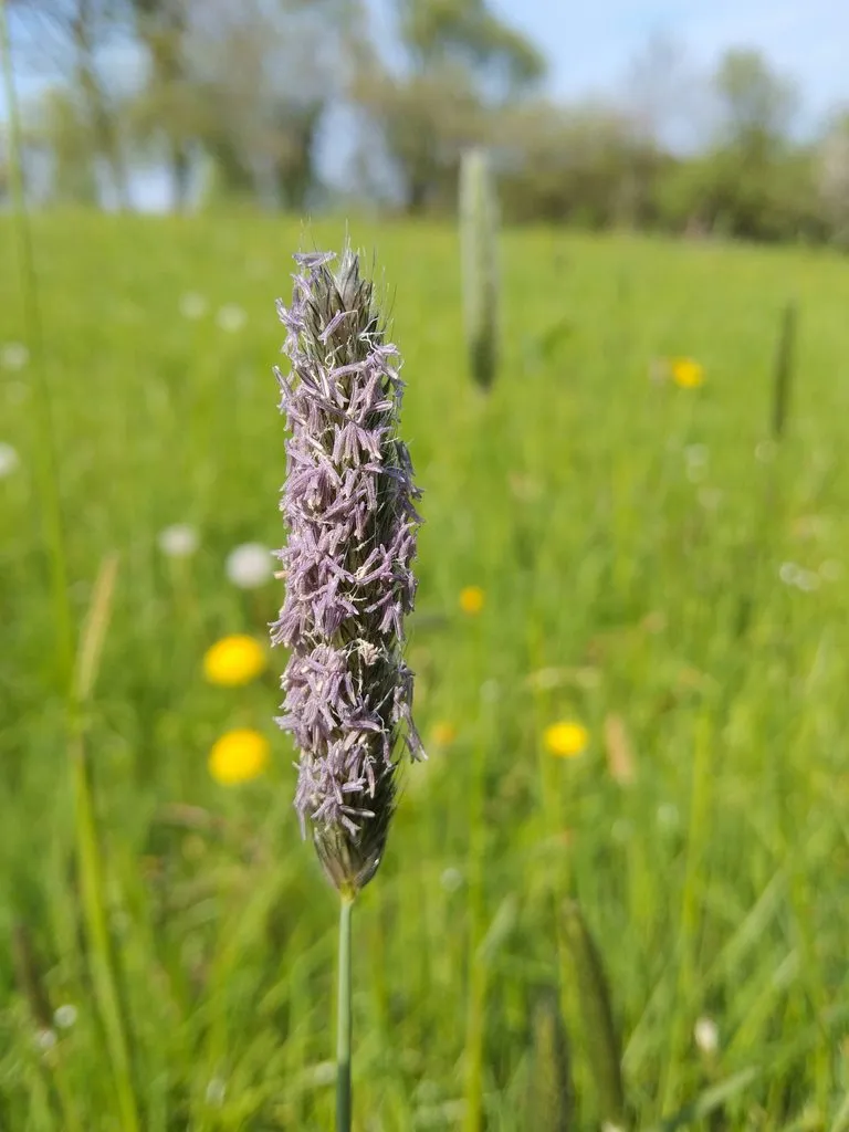 Чайная беседка