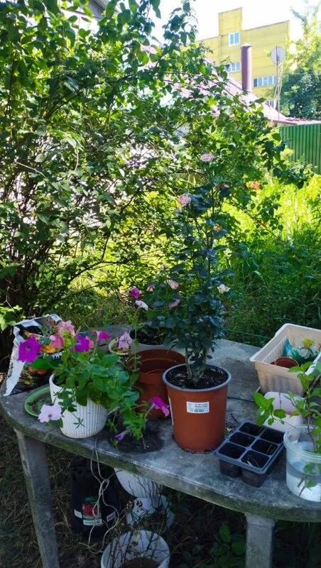 Чайная беседка