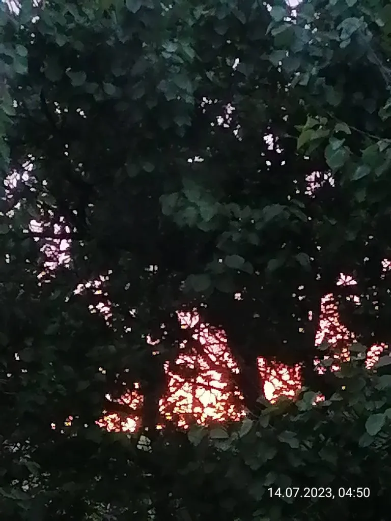 Чайная беседка